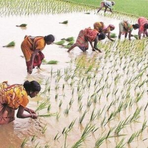 सरकार ने 14 खरीफ फसलों का न्यूनतम समर्थन मूल्य बढ़ाया:तुअर दाम की MSP ₹450 बढ़ाकर ₹8450 की, धान में ₹72 का इजाफा किया